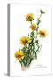 Tridax Gaillardioides-H.g. Moon-Stretched Canvas