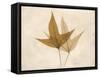 Trident Maple Moments-Albert Koetsier-Framed Stretched Canvas