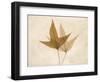 Trident Maple Moments-Albert Koetsier-Framed Art Print