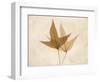 Trident Maple Moments-Albert Koetsier-Framed Art Print