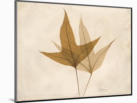 Trident Maple Moments-Albert Koetsier-Mounted Art Print