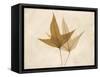 Trident Maple Moments-Albert Koetsier-Framed Stretched Canvas