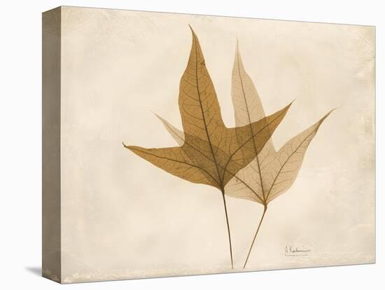 Trident Maple Moments-Albert Koetsier-Stretched Canvas