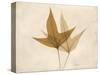 Trident Maple Moments-Albert Koetsier-Stretched Canvas