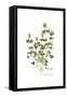 Trifolium clypeatum, Flora Graeca-Ferdinand Bauer-Framed Stretched Canvas