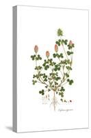 Trifolium clypeatum, Flora Graeca-Ferdinand Bauer-Stretched Canvas