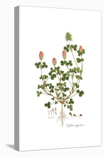 Trifolium clypeatum, Flora Graeca-Ferdinand Bauer-Stretched Canvas