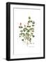 Trifolium clypeatum, Flora Graeca-Ferdinand Bauer-Framed Giclee Print