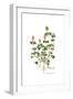 Trifolium clypeatum, Flora Graeca-Ferdinand Bauer-Framed Giclee Print