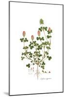 Trifolium clypeatum, Flora Graeca-Ferdinand Bauer-Mounted Giclee Print