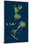 Trifolium Maritimum; Teasel-Headed Trefoil-null-Mounted Giclee Print
