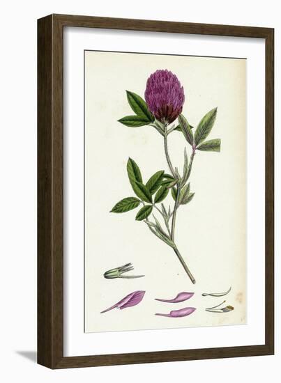 Trifolium Medium Zigzag Trefoil-null-Framed Giclee Print