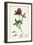 Trifolium Medium Zigzag Trefoil-null-Framed Giclee Print
