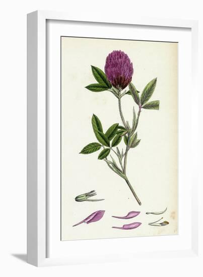 Trifolium Medium Zigzag Trefoil-null-Framed Giclee Print