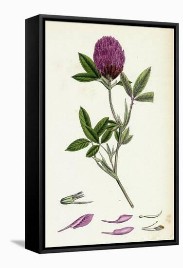 Trifolium Medium Zigzag Trefoil-null-Framed Stretched Canvas