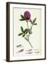 Trifolium Medium Zigzag Trefoil-null-Framed Giclee Print