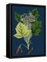 Trifolium Molinerii; Balbi's Trefoil-null-Framed Stretched Canvas