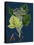 Trifolium Molinerii; Balbi's Trefoil-null-Stretched Canvas