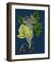 Trifolium Molinerii; Balbi's Trefoil-null-Framed Giclee Print