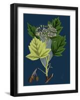 Trifolium Molinerii; Balbi's Trefoil-null-Framed Giclee Print