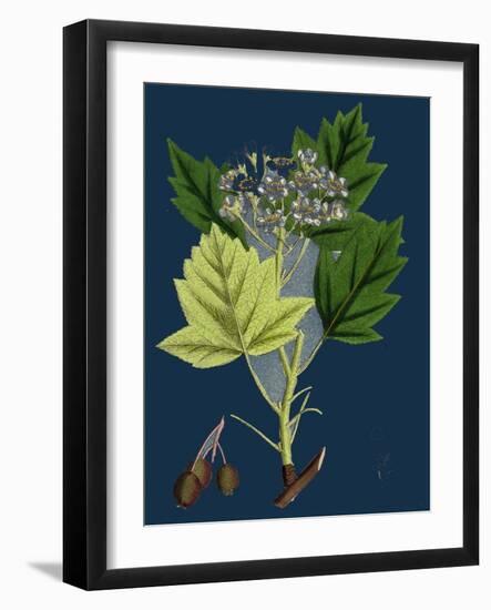 Trifolium Molinerii; Balbi's Trefoil-null-Framed Giclee Print
