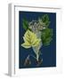 Trifolium Molinerii; Balbi's Trefoil-null-Framed Giclee Print