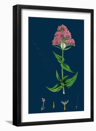 Trifolium Ochroleucum; Sulphur-Coloured Trefoil-null-Framed Giclee Print