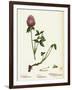 Trifolium Pratense Red Clover-null-Framed Giclee Print