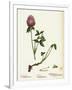 Trifolium Pratense Red Clover-null-Framed Giclee Print