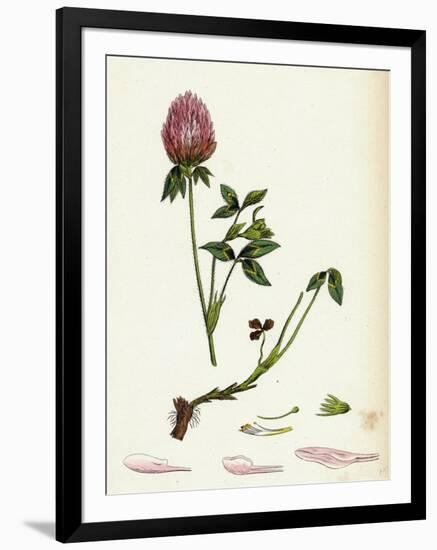 Trifolium Pratense Red Clover-null-Framed Giclee Print