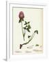 Trifolium Pratense Red Clover-null-Framed Giclee Print