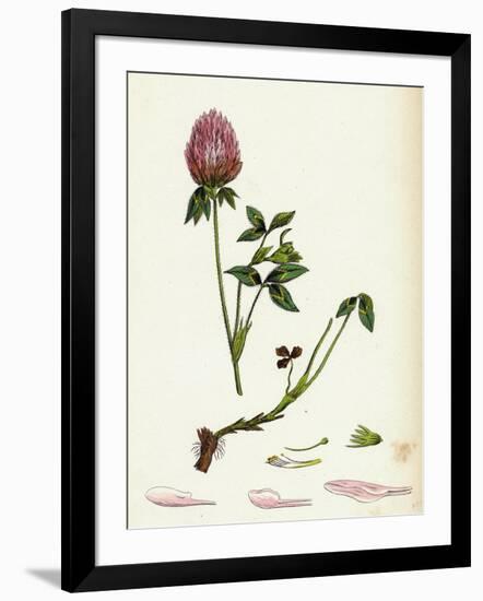 Trifolium Pratense Red Clover-null-Framed Giclee Print