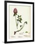 Trifolium Pratense Red Clover-null-Framed Giclee Print