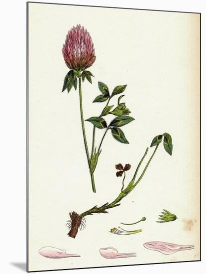 Trifolium Pratense Red Clover-null-Mounted Giclee Print