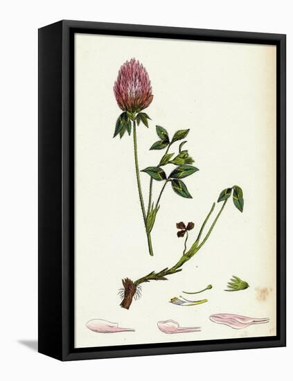 Trifolium Pratense Red Clover-null-Framed Stretched Canvas