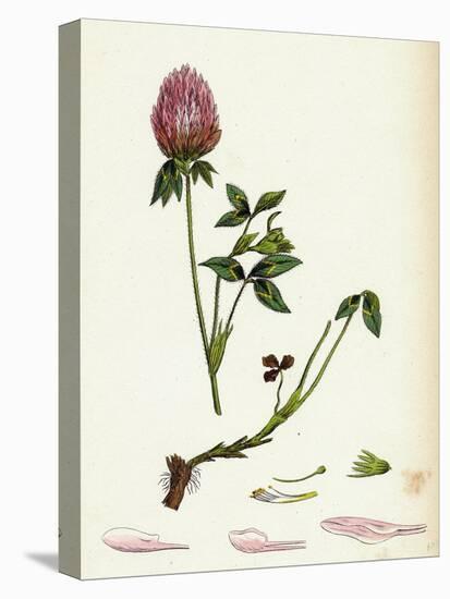Trifolium Pratense Red Clover-null-Stretched Canvas