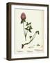 Trifolium Pratense Red Clover-null-Framed Giclee Print