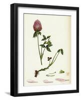 Trifolium Pratense Red Clover-null-Framed Giclee Print