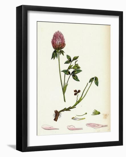 Trifolium Pratense Red Clover-null-Framed Giclee Print