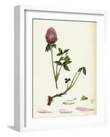 Trifolium Pratense Red Clover-null-Framed Giclee Print