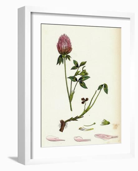 Trifolium Pratense Red Clover-null-Framed Giclee Print