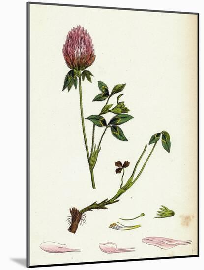 Trifolium Pratense Red Clover-null-Mounted Giclee Print