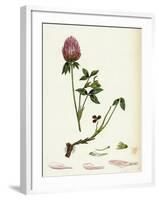 Trifolium Pratense Red Clover-null-Framed Giclee Print