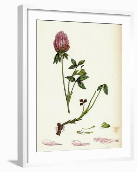 Trifolium Pratense Red Clover-null-Framed Giclee Print