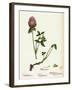 Trifolium Pratense Red Clover-null-Framed Giclee Print