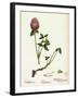 Trifolium Pratense Red Clover-null-Framed Giclee Print