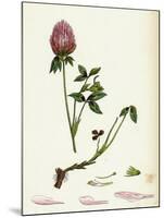 Trifolium Pratense Red Clover-null-Mounted Giclee Print