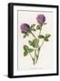 Trifolium Pratense-F Edward Hulme-Framed Art Print