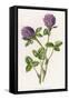 Trifolium Pratense-F Edward Hulme-Framed Stretched Canvas