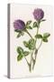 Trifolium Pratense-F Edward Hulme-Stretched Canvas